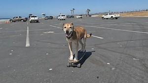 Senior dog loves skateboarding