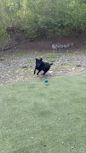 Miss Tink | Peters Creek Pet Boarding