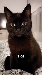 Breakfast late....unacceptable!😤 . . . . . . . . . . . . . . . . . . . . . #funnyvideos #catsofinstagram #cats #memes #funny | Kitty.TheDuchess