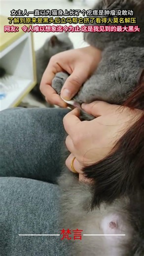 女主人一直以為貓身上長了個疙瘩是腫瘤沒敢動 了解到原來是黑頭後立刻幫它擠了看得人莫名解壓 #意外 #貓 #療愈 #治愈 #amazing #cat #cure #shorts