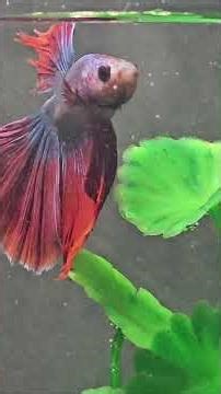 The Wild Bettas : Life of Wild Bettas #betta #bettafish #aquariumlife #aquaticlife #fishkeeping