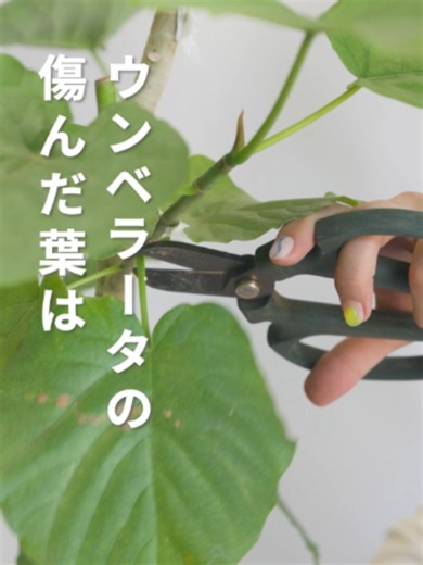 ウンベラータの傷んだ葉は剪定すべき？切り方とタイミング