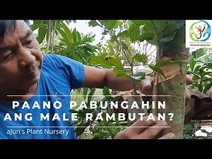 Paano pabungahin ang Male rambutan - Inarch Grafting