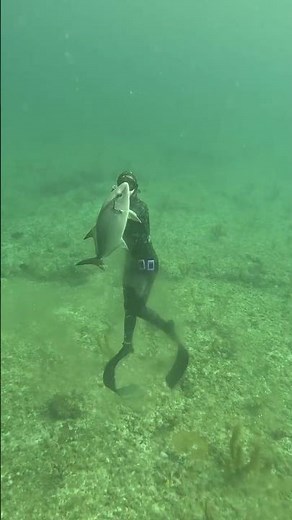 Hawaiian Sling Spearfishing Almaco Jack! #spearfishing #fishing