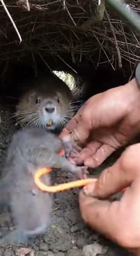 Hands Twisting Loop in a Dense Forest Den