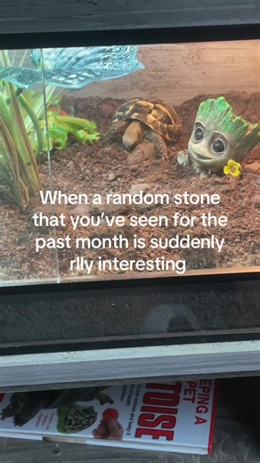 Exploring the Fascination with Tortoises