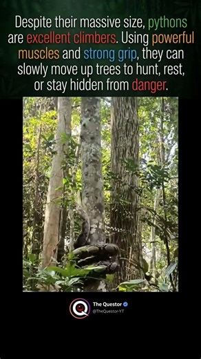 The Python climbing tree #intrestingfacts #facts