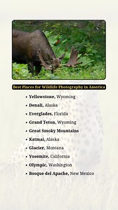 10 Best Places for Wildlife Photography in America | Incredible Facts