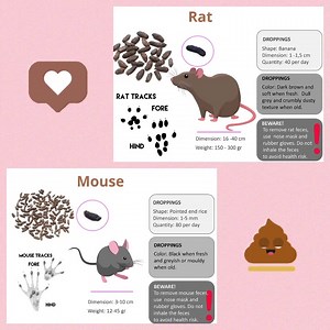 MOUSE POOP VS RAT POOP: HOW TO IDENTIFY AND CLEAN UP DROPPINGS HOW TO CLEAN UP RAT & MOUSE POOP SAFELY Open the doors and windows – Ventilate the room for at least 30 minutes before you begin cleaning. Wear protective gear – Use rubber gloves, so you don’t touch the waste directly; a face mask, so you don’t inhale the dust (as we said, diseases can be transmitted by inhaling polluted dust); even consider wearing protective goggles, so contaminated dust doesn’t get into your eyes. Spray with a 10