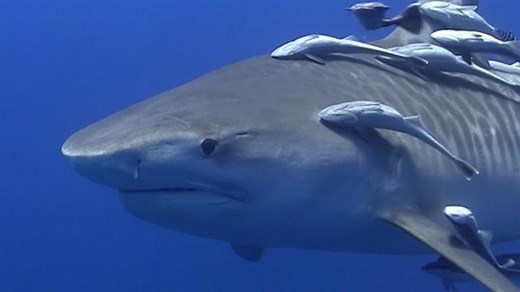 Giant tiger sharks eat backyard birds, surprising study reveals