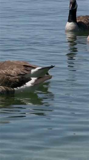 🪿 Just when you thought you’d seen enough geese — now there are more! Taxonomists recently split the Canada Goose into two species: the large Canada Goose and the smaller Cackling Goose. 🦆 Learn more about them in our new Nature Guide: Migrating Waterbirds - Landing on Water Near You! 📚 🔗 Visit R4R.ca/step-outside or click the link in our bio to explore more seasonal wonders! 🌍 #CanadaGoose #CanadaGeese #OutdoorLearning #NatureGuide #StepOutside | Learning for a Sustainable Future