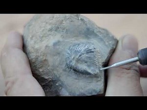 Fossil preparation how to clean up a fossil