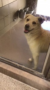 RESCUED PER PH Apr 30: 🚨Scheduled for euthanasia🚨 Status RED - Fearful. Unsocial WINSTON #A1511120 I am a male, yellow Labrador Retriever. The shelter staff think I am about 3 years old. I have been at the shelter since Apr 02, 2019. My stray holding period ended on 04/06/2019 and I am now available for adoption. https://petharbor.com/pet.asp?uaid=RVSD.A1511120 Shelter address: 6851 Van Buren Boulevard Riverside, California 92509 Phone: 951-358-7387 M-F 11am-6pm Saturday 11am-5pm Closed on maj