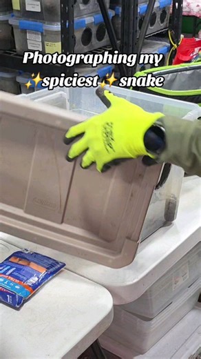 Amaryllis is an adult female central American red tail boa. She's black from a combination of morphs- Type 2 Anery, IMG, and Hypo. She's beautiful, and oh boy does she know it and tests her pretty privilege daily. Taking her photos is a group effort- Someone with the camera and 1-2 handlers to assure our safety and her safety. She can move fast and wedged herself in small spaces! For those new to the page, the tubs in the video on the shelving do not contain reptiles, this is our isopod warehous