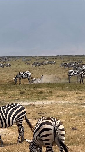 8.9K views · 96 reactions | Zebras in Serengeti; Zebras are highly...