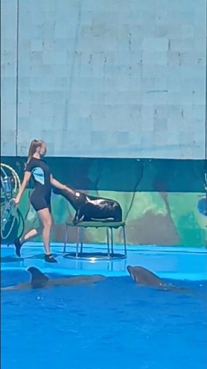 Funny Seal Spinning a Hoop 🦭🎯