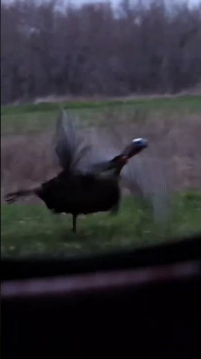 Epic Spring Gobbler Hunt | Turkey Hunting 2025