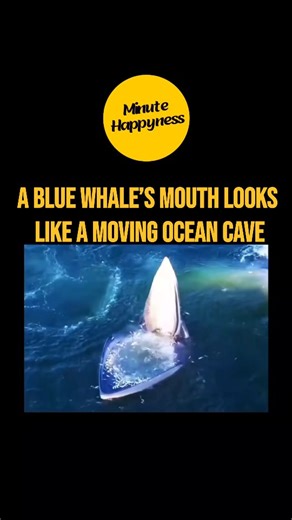 minutehappyness on Instagram: "A blue whale feeding is a breathtaking display of nature’s power and elegance, where the largest animal alive opens its mouth wide like a giant scoop, engulfing vast amounts of water and krill in a perfectly timed, graceful lunge. This feeding habit links the enormous whale to tiny krill, demonstrating the ocean’s delicate balance and the intricate relationship between the biggest and smallest ocean creatures. Watching this gentle giant filter vast swarms of krill