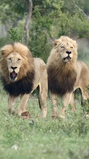 3.7K views · 10K reactions | The Mbiri Males are making waves in the...