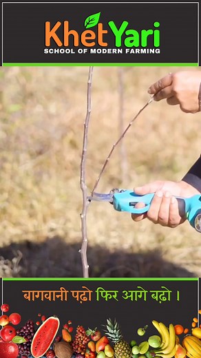 How to prune wrong ANGLE BRANCH..🌳🍎 | Jittu Chauhan Orchardist