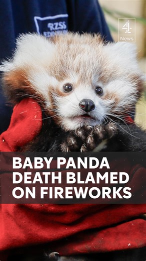 A three-month-old red panda died due to stress caused by bonfire day fireworks displays, say staff at the Edinburgh Zoo. Roxie's mother also died days earlier, and the zoo believes fireworks contributed to her death as well. The zoo is now calling for restrictions on fireworks displays to limit stress to animals. #Fireworks #BonfireDay #RedPanda #Channel4News | Channel 4 News