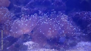 Beautiful sea flower in underwater world with corals and fish. Sea flowers moving in fish tank. Sea anemone in fish tank. sea anemone underwater nature life.