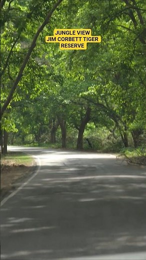 Jim corbett national park safari and tour | jim corbett night stay | wild and nature india #wildlife