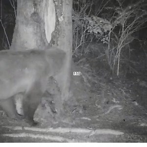Great 2019 video of a grizzly sow and cubs at a rub tree captured by Knight Inlet Lodge! https://www.indigenousbc.com/things-to-do/wildlife-and-nature/bear-watching #IndigenousBC | Indigenous Tourism BC
