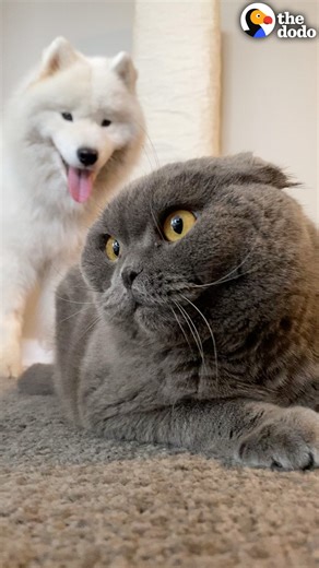 3.3M views · 10K reactions | Desperate dog tries to win over cat sibling for 2 years — watch how he finally gets what he wants  | Odd Couples by The Dodo | Facebook