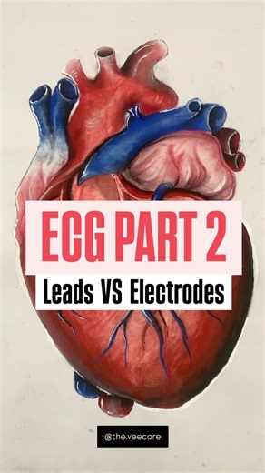 Vee on Instagram: "We will discuss about Chest leads and electrodes and the sinus rhythm in the next video so see you soonnn :)) . . You can find these notes on my Telegram channel ( LINK IN HIGHLIGHTS ) . . . . [ leads , electrodes , cvs , cardio , heart , cardiovascular , ecg , mbbs , medicine , medical , college , students , study hack , fyp , trending , explore page ] #trending #fyp #mbbs #cvs #heart #explore #ecg #cardio"
