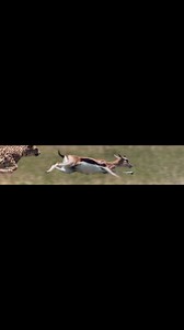 When a cheetah chases prey, it’s nature’s fastest sprint up to 120 km/h in short bursts with 💯 percent success. #FastestHunter #Cheetah #fblifestyle #hunting #porcupinetours | Porcupine Tours