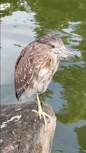 Heron Bird standing in one foot #cute #bird #shorts