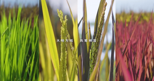 云南省农业科学院粮作所：自育彩稻品种 扮靓田园风光-新华网