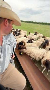 Feeding sheep! #sheep #dorpers #ranch #ranching