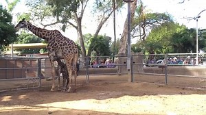 On the 2nd day of Jungle Bells... a baby giraffe was born! | San Diego Zoo