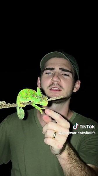 This is what chameleons sound like. I promise. #chameleon #chameleons #chameleonsoftiktok #reptile #reptiles #lizard #lizards #lizardsoftiktok #reptilesoftiktok #animal #animals