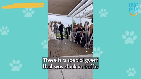 Bride Surprises Groom With Dog In Tux After Family Couldn't Attend Wedding