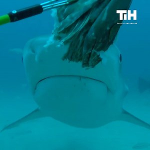 Afraid of creepy crawlies? Look away! | Try Not to Laugh