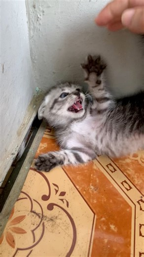 This little kitten was scared, hungry, and angry when I found her. She hissed and scratched — but deep down, she just needed love and safety. After a gentle rescue, a warm meal, and some patience, she started to trust again. 💕 #kittenrescue #catlover #rescuecat #angrykitten #catsoftiktok #fyp #cuteanimals #adoptdontshop | Republic Of Cat