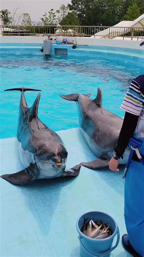 イルカの鳴き声と海の生き物の魅力
