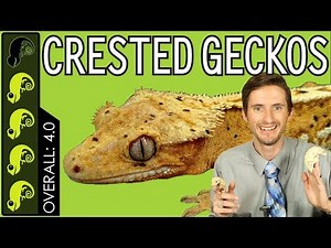 Crested Gecko, The Best Pet Reptile?