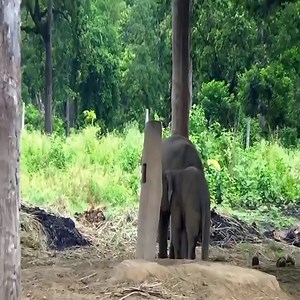 Cutest Baby Elephant Running to its Mom After Sensing Danger | Animals Nature