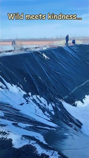 Instinct Met Kindness.