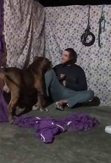 Bull Mastiff Dog 🔥#pitmonsters