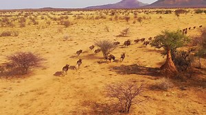 Excellent drone aerial of black wildebeest running on the plains of africa namib desert namibia 10 | Premium Stock Video Footage