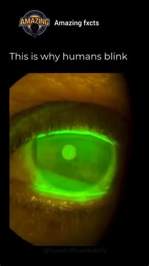 | Explore | Learn | Facts | on Instagram: "Your eyes start drying out just seconds after you stop blinking. This footage shows a tear break-up time test, where a harmless fluorescent dye makes the tear film visible as it spreads across the eye and then slowly evaporates. That thin layer of moisture is essential. It keeps vision clear, protects the surface of the eye, and prevents irritation. Every blink resets the system by spreading a fresh tear film across the cornea. When the tear layer break