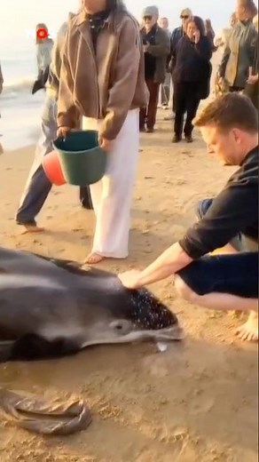 Live dolphin washes ashore on beach near Egmond aan Zee