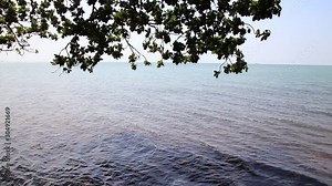Nature background video of an Indian almond tree (Terminalia catappa ) branch over a calm sea during a sunny summer day Stock Video