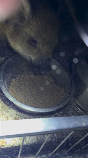 Mandy Monroe on Instagram: "Volume up for piggy 🐷 sounds #fypviralシ #pig #farm #animals"