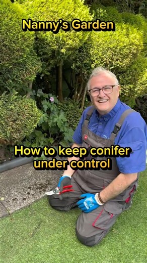 How to keep your conifers under control #gardening #conifers #plants #gardenhacks #gardeningtips